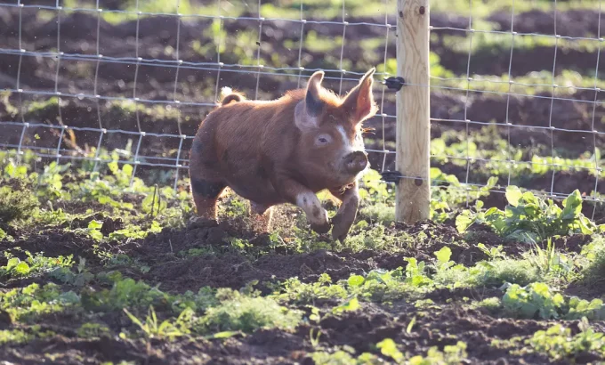 克拉克森的农场 第三季 Clarkson's Farm Season 3